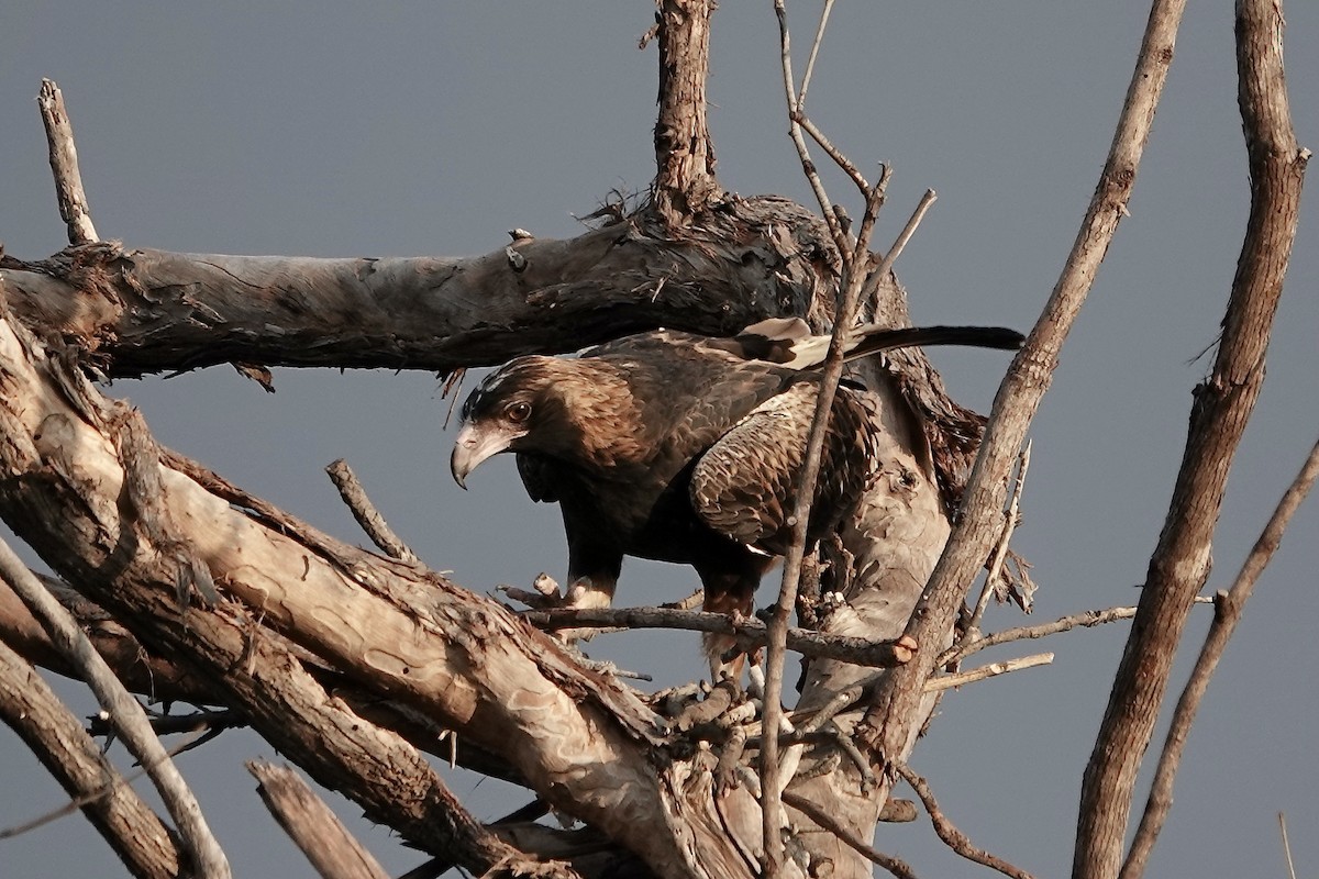 Black-breasted Kite - ML609043885