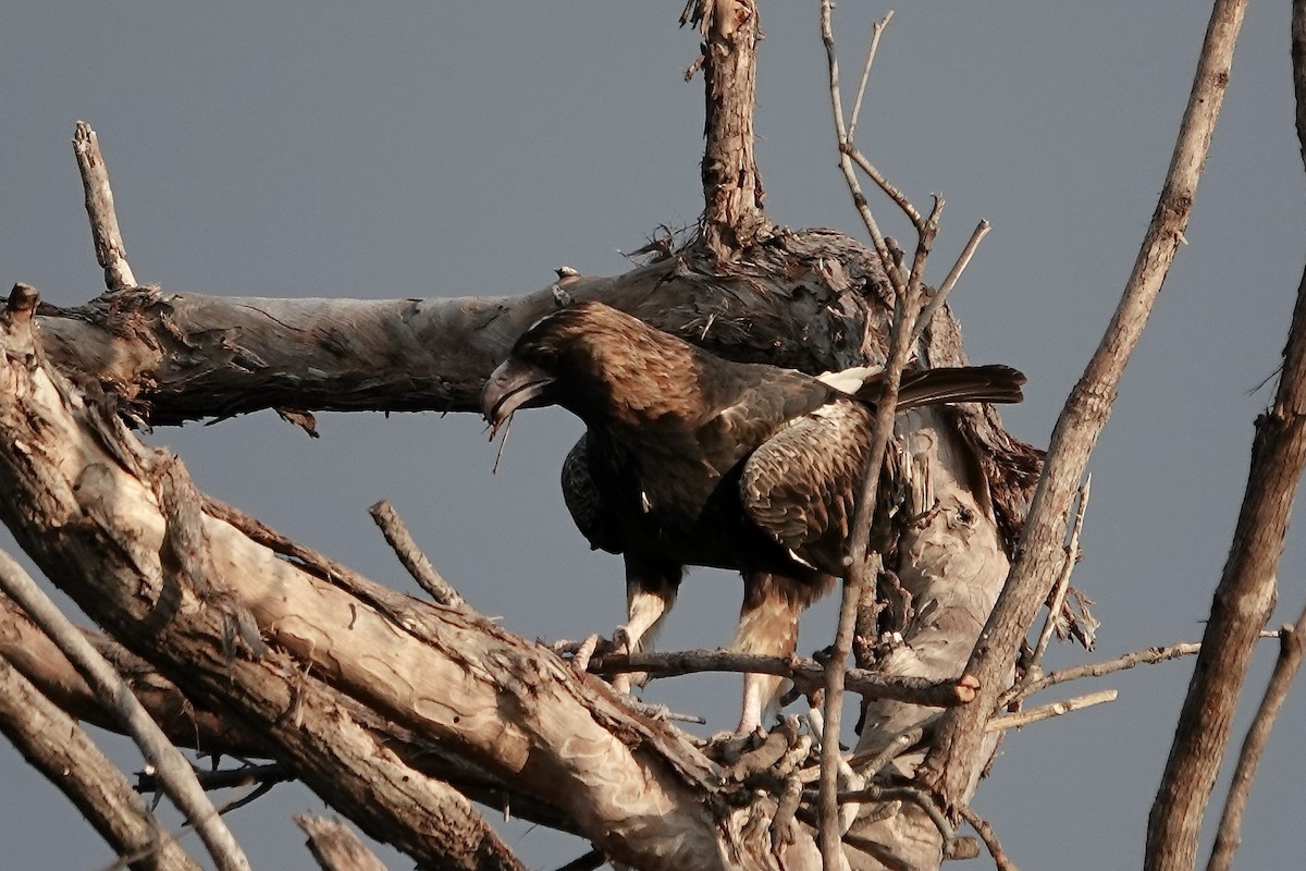 Black-breasted Kite - ML609043887