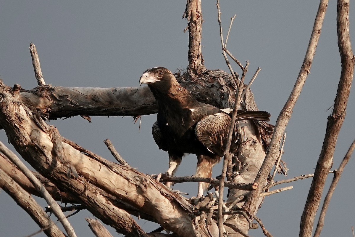 Black-breasted Kite - ML609043890