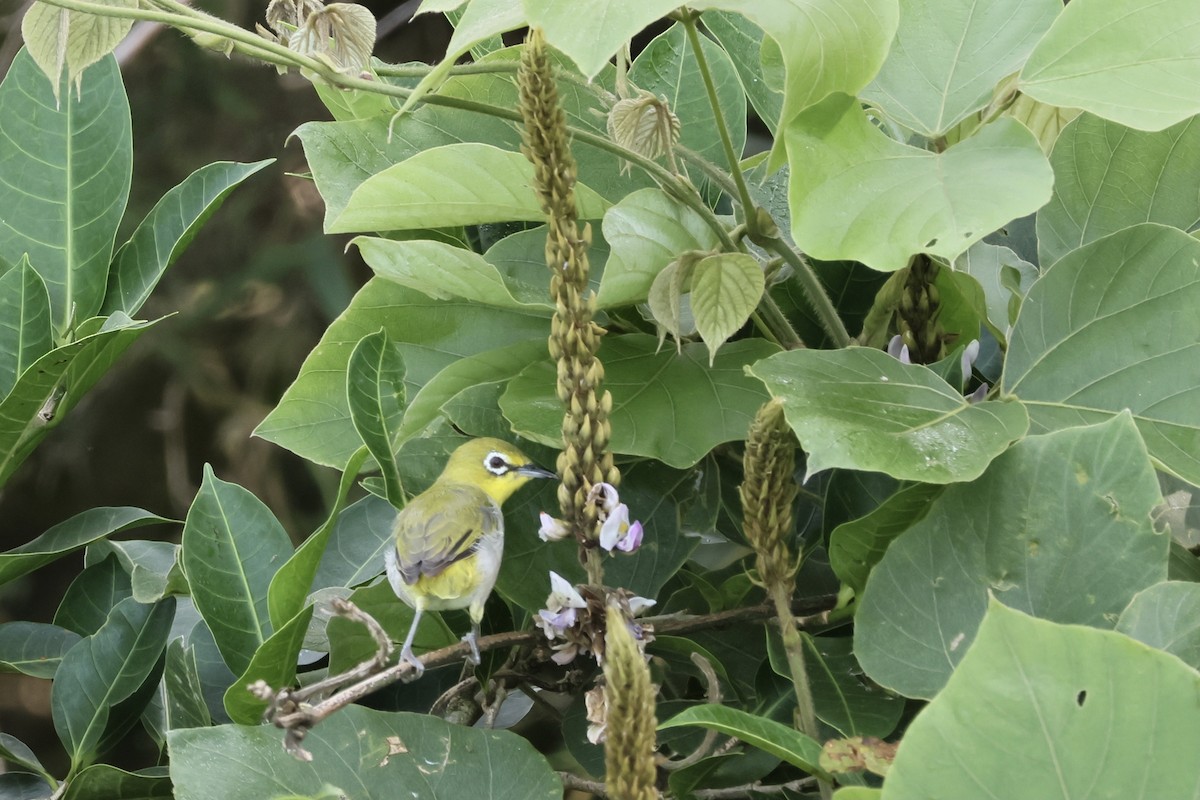 Swinhoe's White-eye - ML609043903