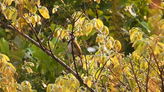 Bulbul Acollarado - ML609044071