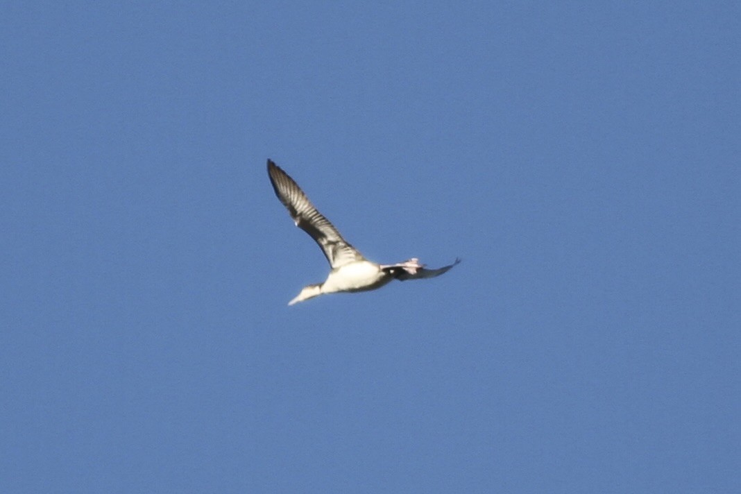 Common Loon - ML609044090