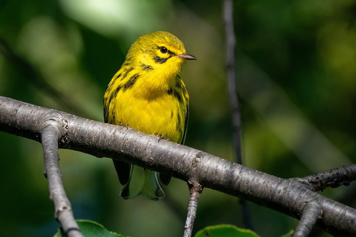 Prairie Warbler - Dmitriy Aronov