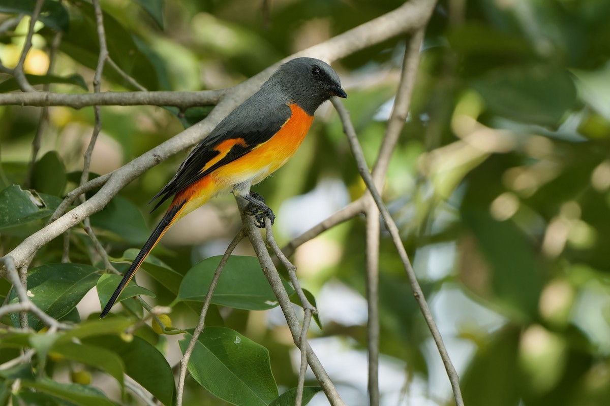 Small Minivet - ML609044170