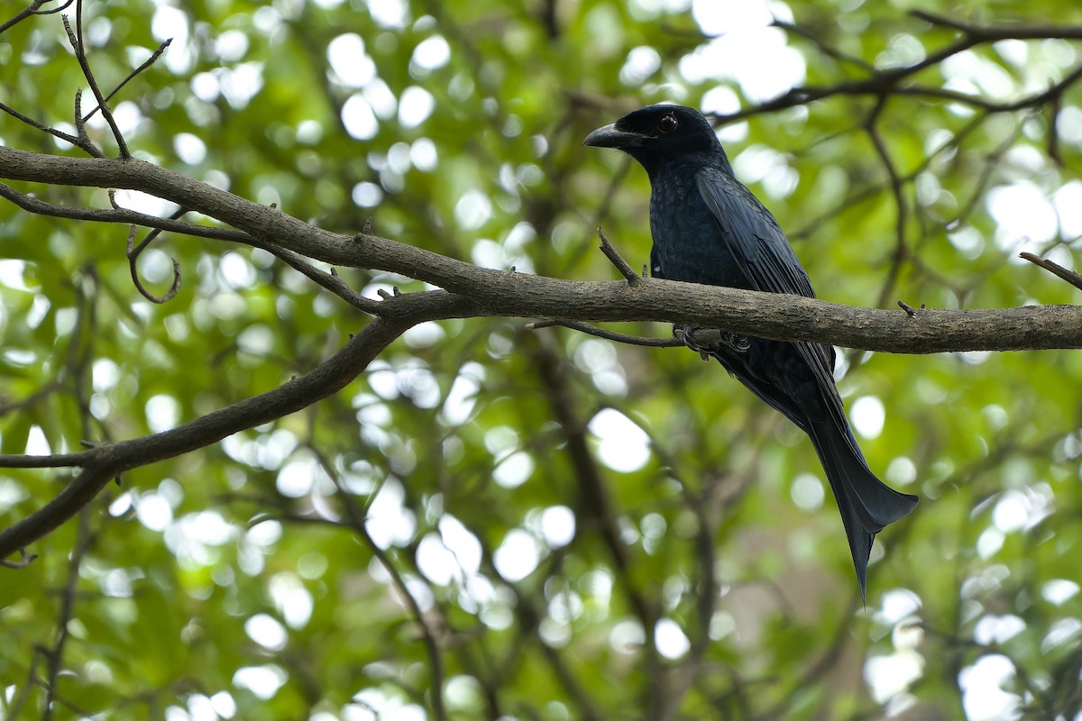 Crow-billed Drongo - Sam Hambly