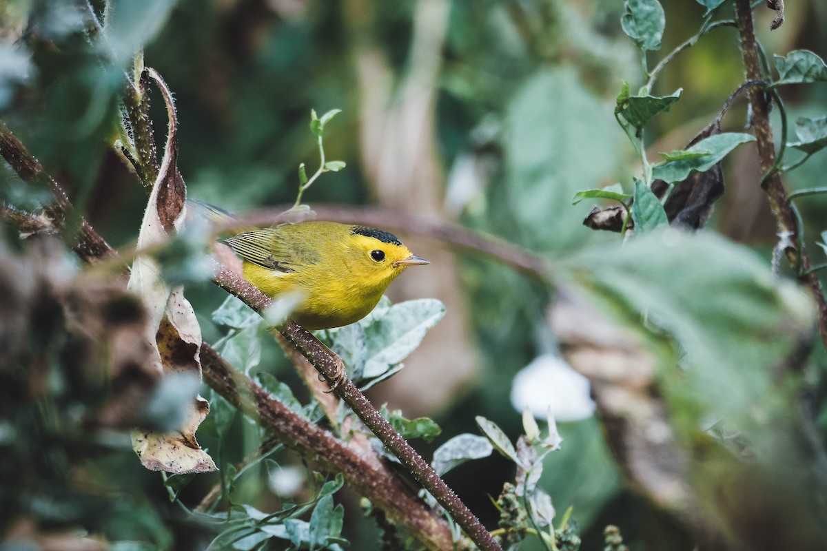 Wilson's Warbler - ML609044207
