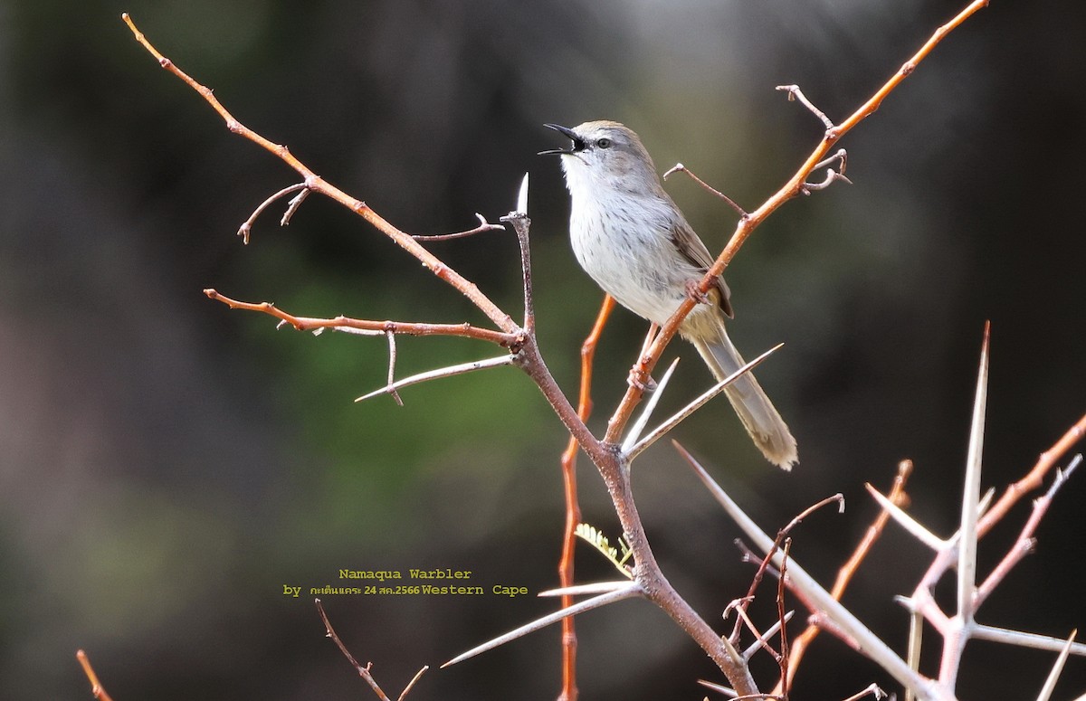 Prinia Namaqua - ML609044245