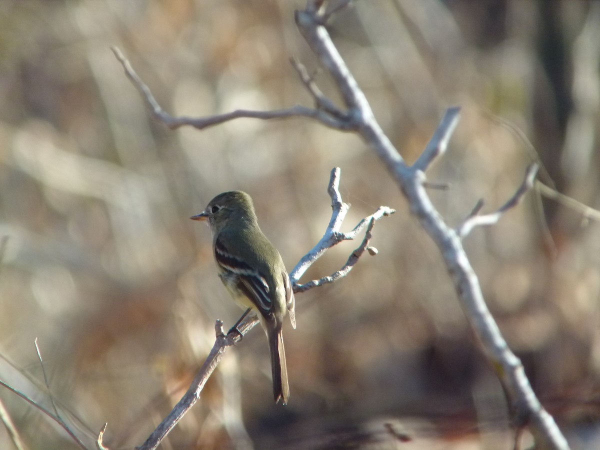 Dusky Flycatcher - ML609044299