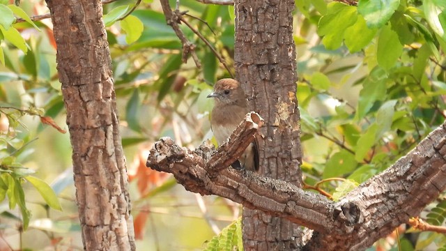 Angola Slaty-Flycatcher - ML609044377