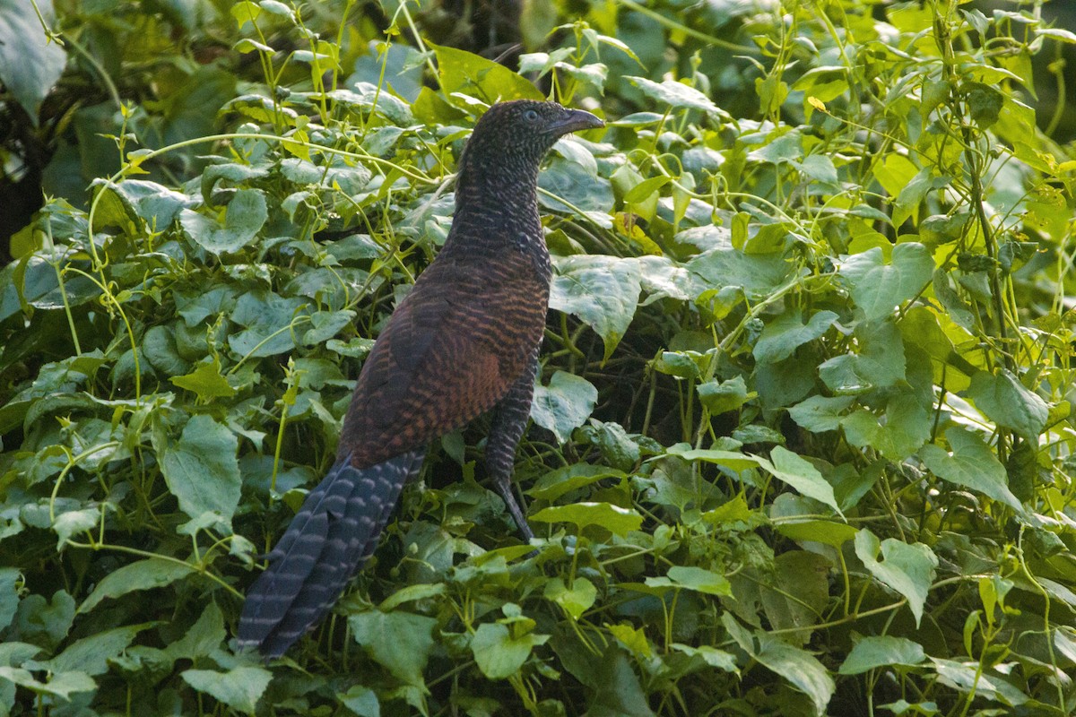 Lesser Coucal - Kaustav Banerjee