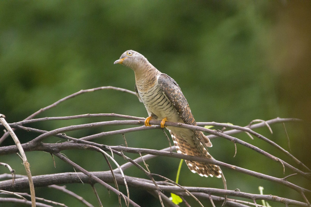 Common Cuckoo - Kaustav Banerjee