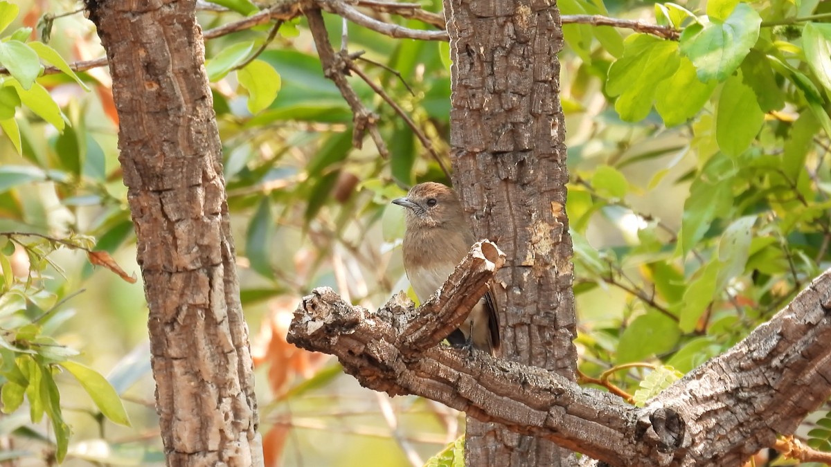 Angola Slaty-Flycatcher - Hervé JACOB