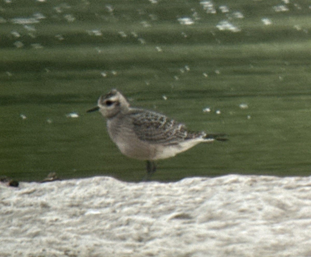 American Golden-Plover - ML609044578