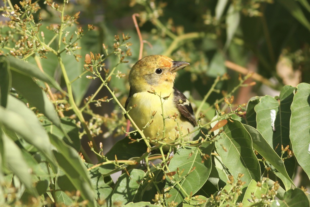 Western Tanager - ML609044627