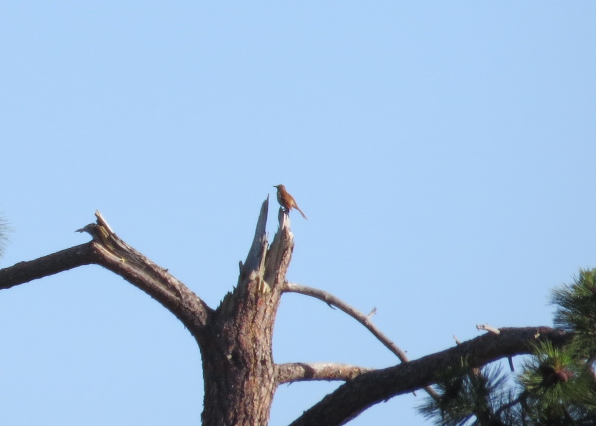 Brown Thrasher - ML60904481