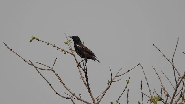 Sooty Chat - ML609044871