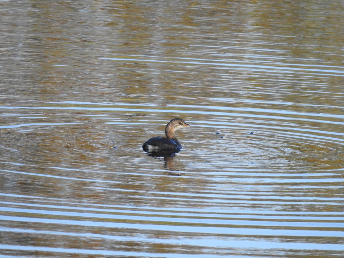 Pied-billed Grebe - ML609044950