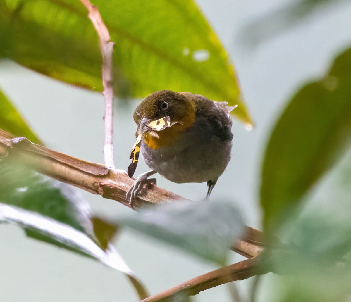 Short-billed Chlorospingus - Eric Bodker