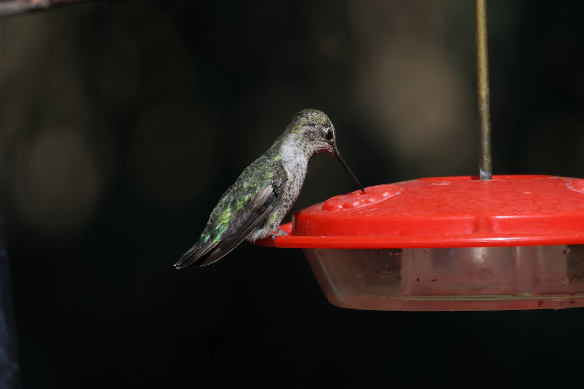 Anna's Hummingbird - ML609045092
