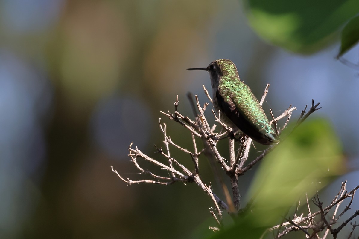 Anna's Hummingbird - ML609045093