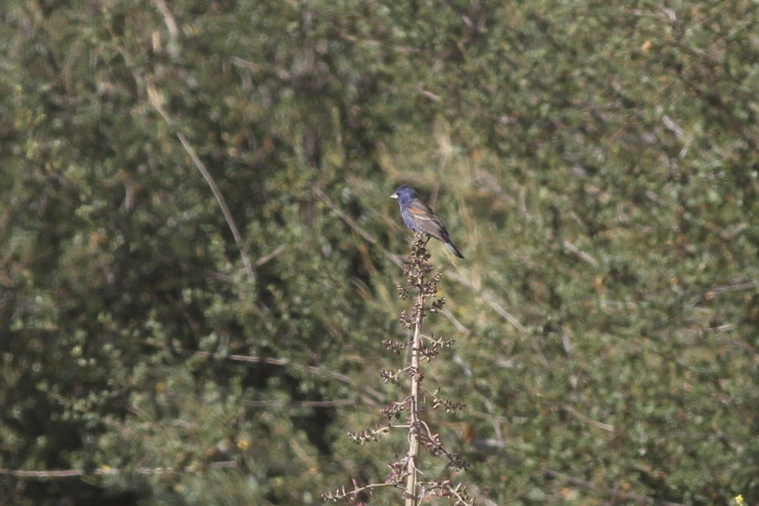 Guiraca bleu - ML609045152