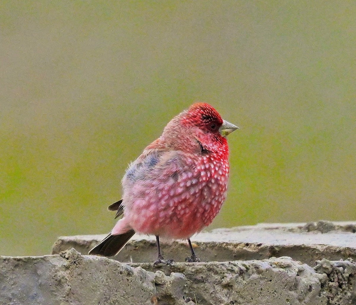 Great Rosefinch - ML609045230