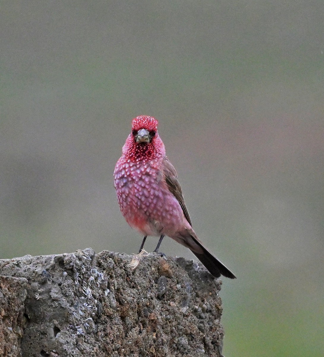 Great Rosefinch - ML609045232