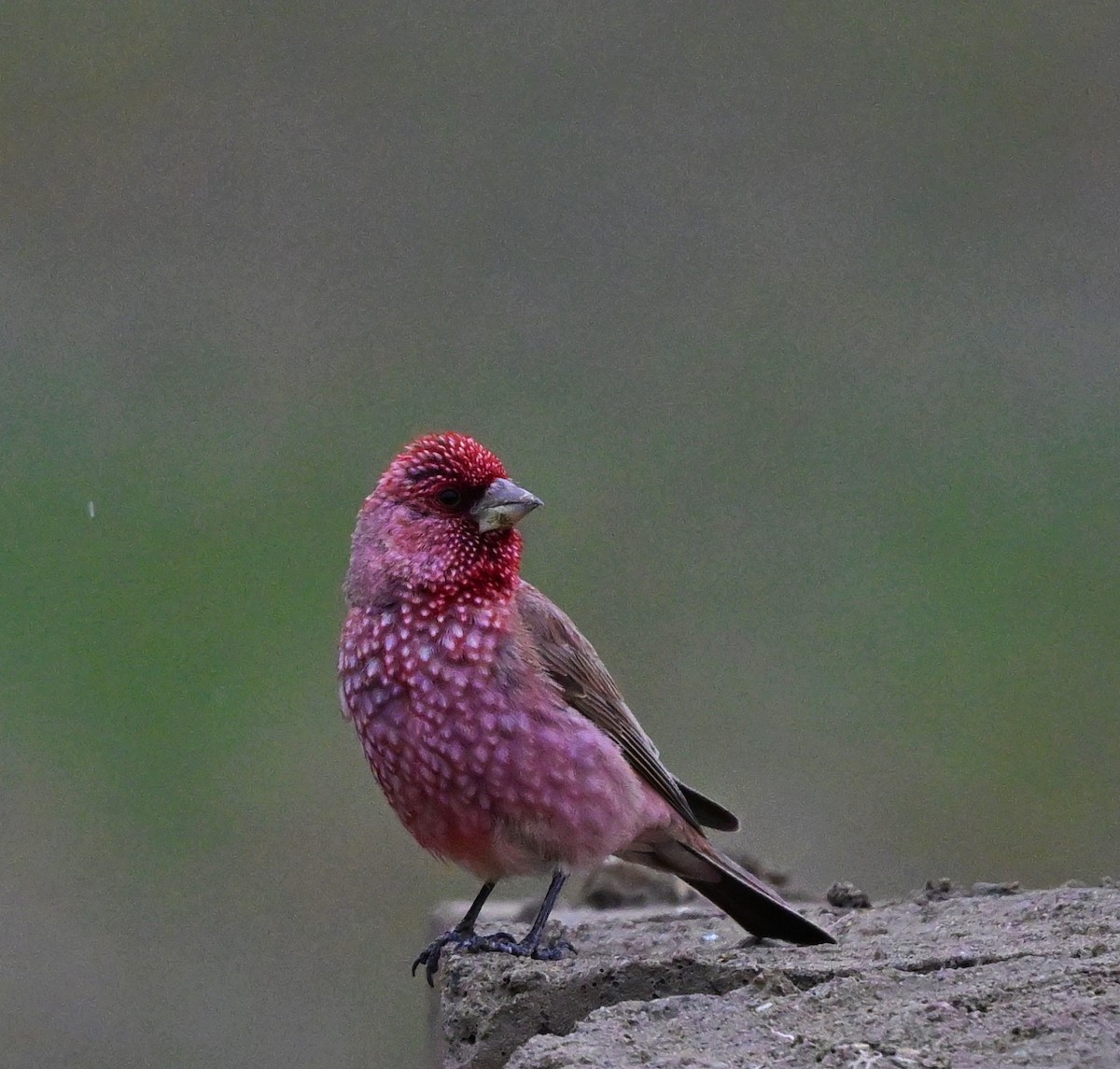 Great Rosefinch - ML609045233