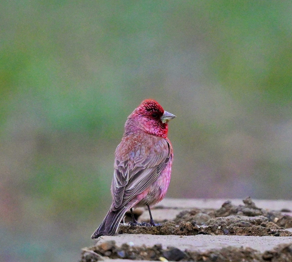 Great Rosefinch - ML609045234