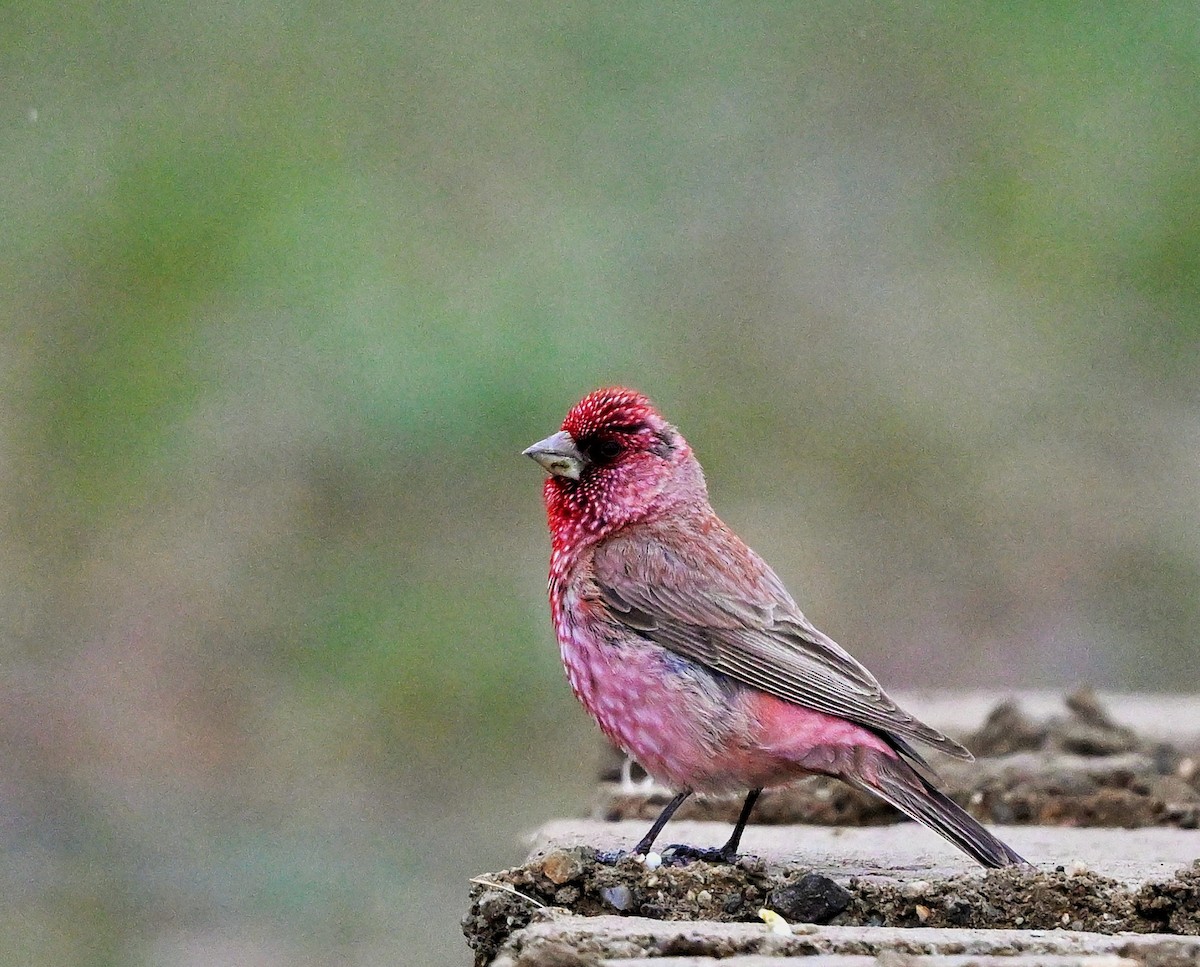 Great Rosefinch - ML609045235