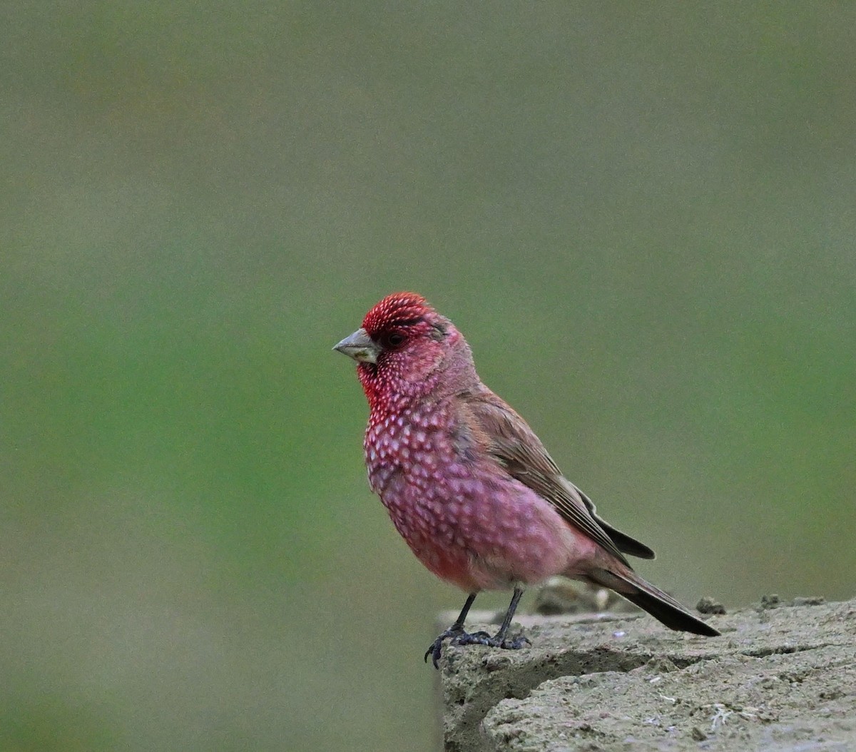 Great Rosefinch - ML609045236