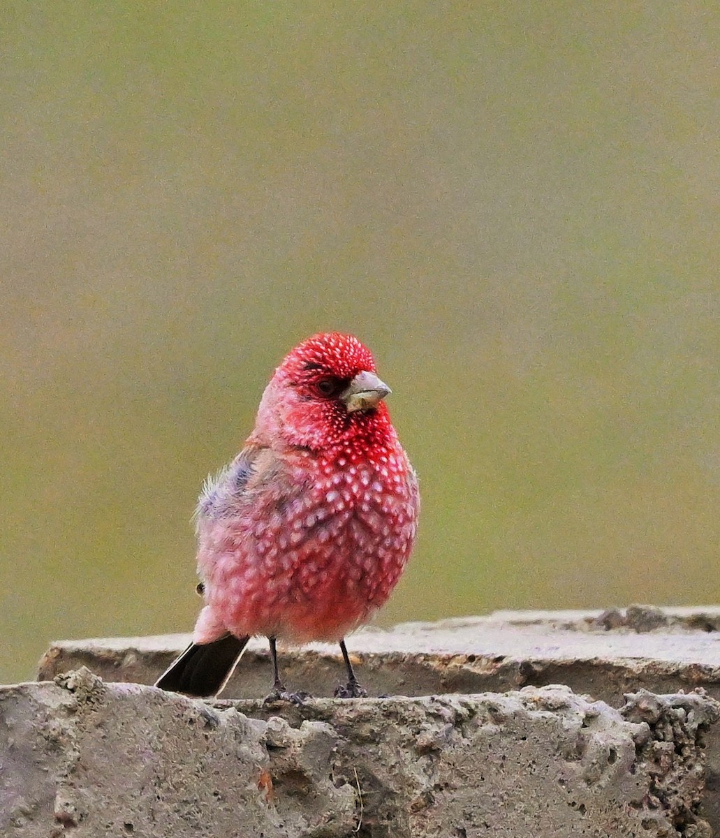 Great Rosefinch - ML609045238