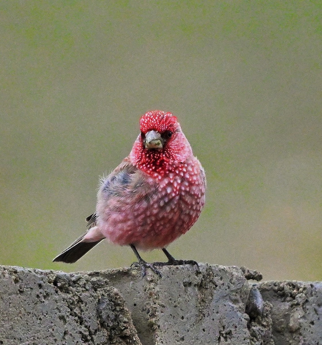 Great Rosefinch - ML609045241