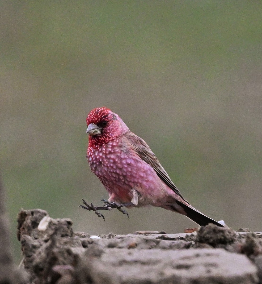 Great Rosefinch - ML609045242