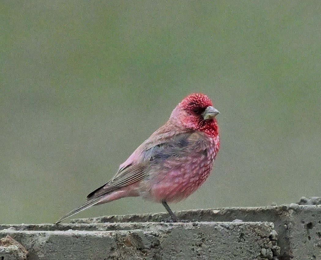 Great Rosefinch - ML609045243