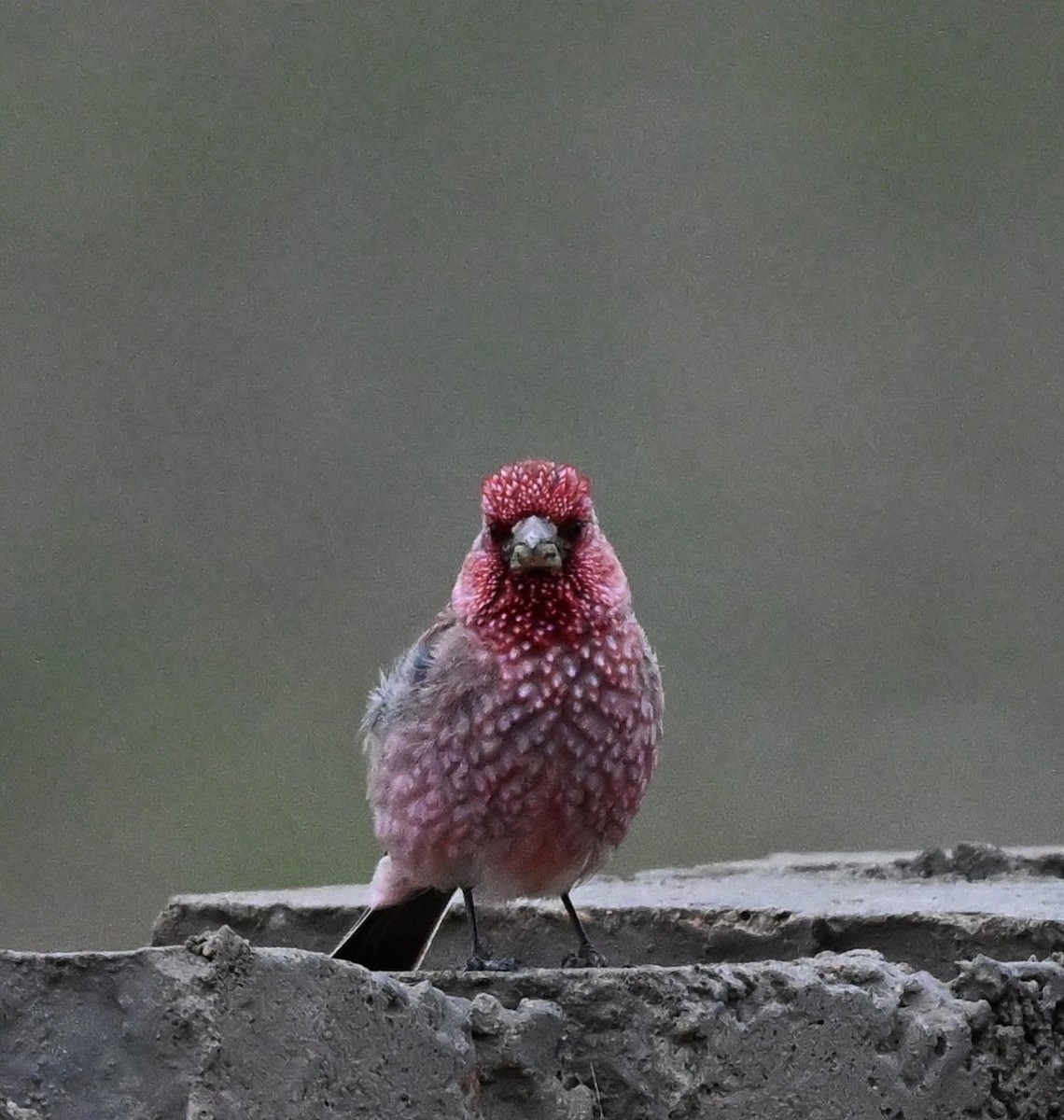 Great Rosefinch - ML609045244