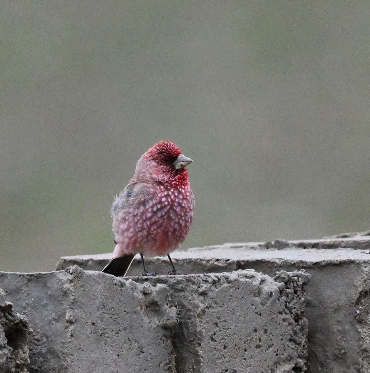 Great Rosefinch - ML609045245