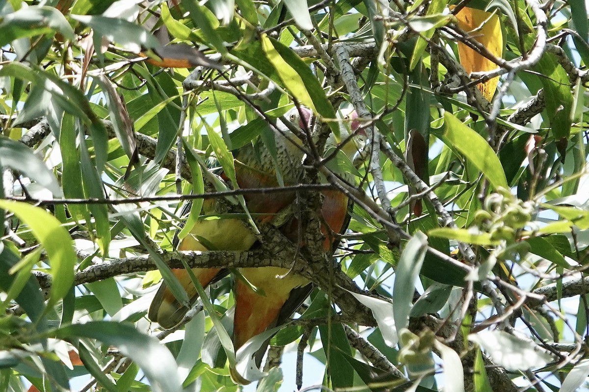 Rose-crowned Fruit-Dove - ML609045343