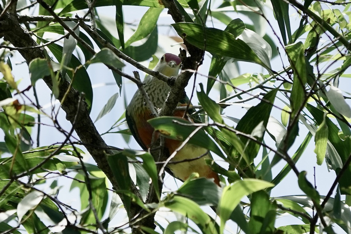 Rose-crowned Fruit-Dove - ML609045345