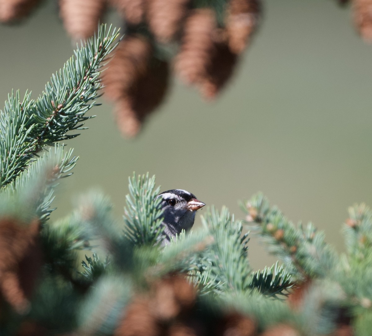 White-crowned Sparrow - ML609045363