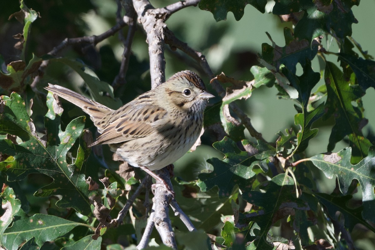 Lincoln's Sparrow - ML609045367