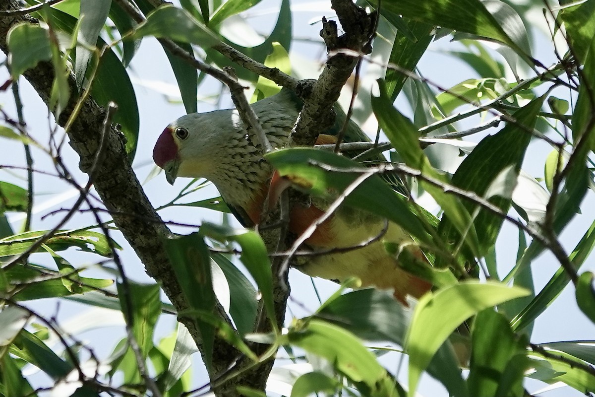 Pembe Tepeli Meyve Kumrusu - ML609045369