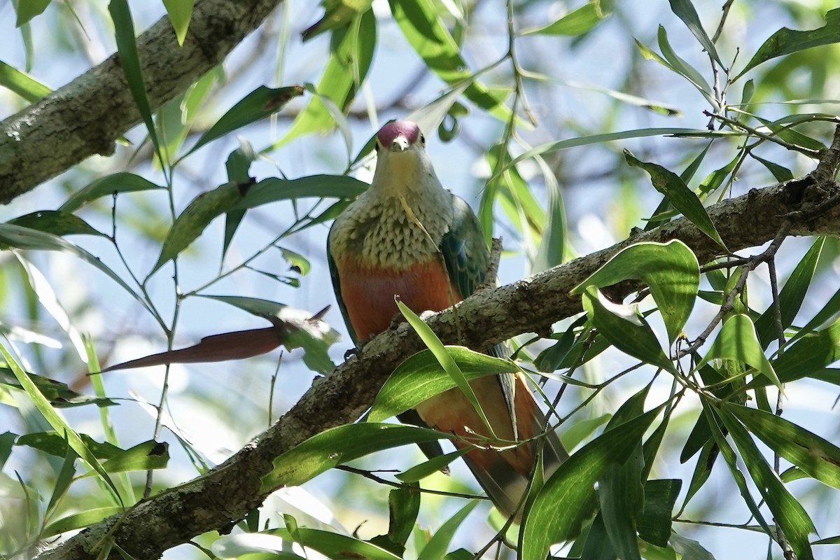 Pembe Tepeli Meyve Kumrusu - ML609045372