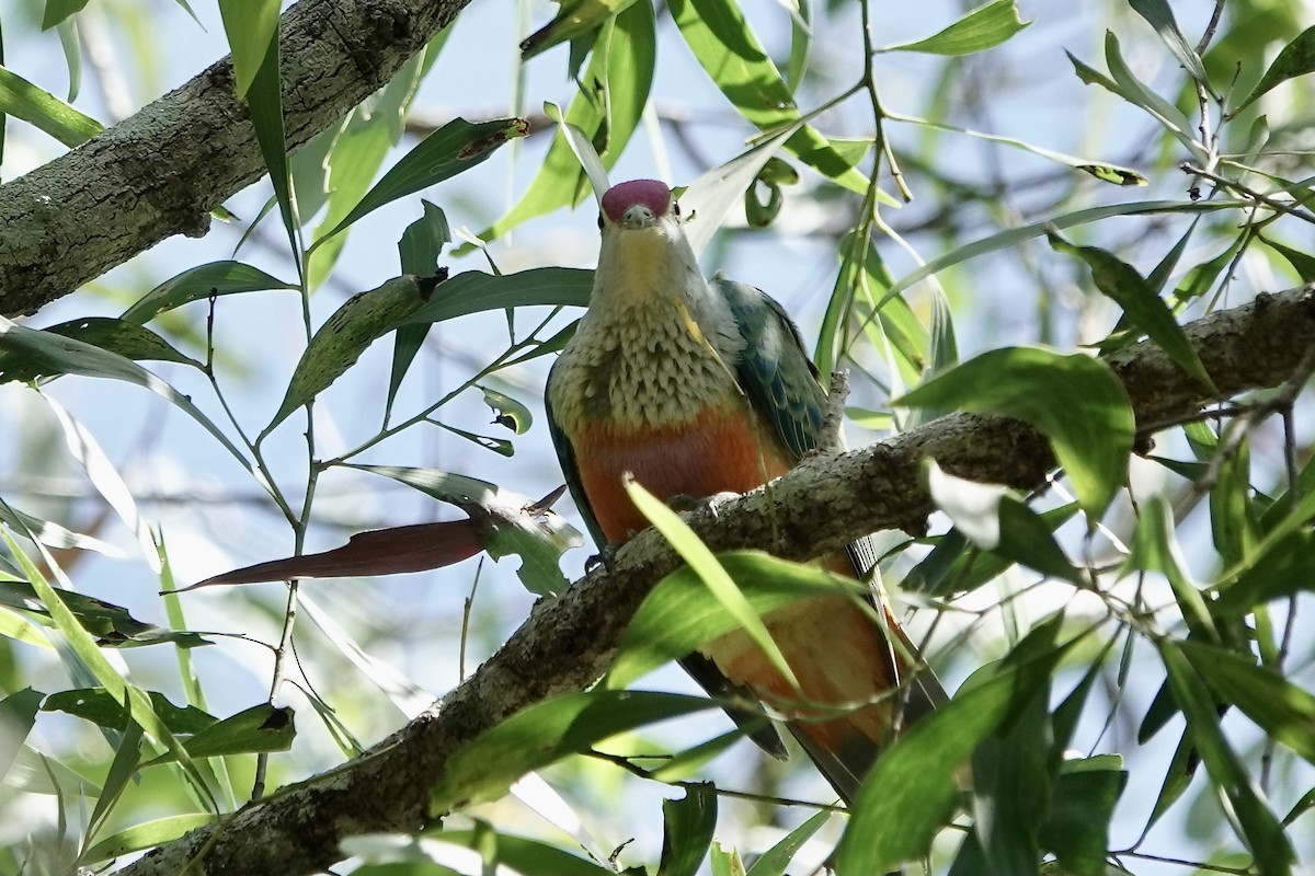 Pembe Tepeli Meyve Kumrusu - ML609045374