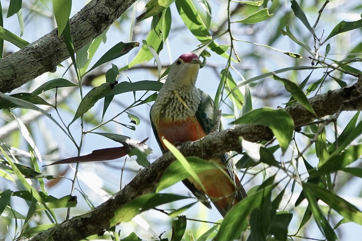 Rose-crowned Fruit-Dove - ML609045376