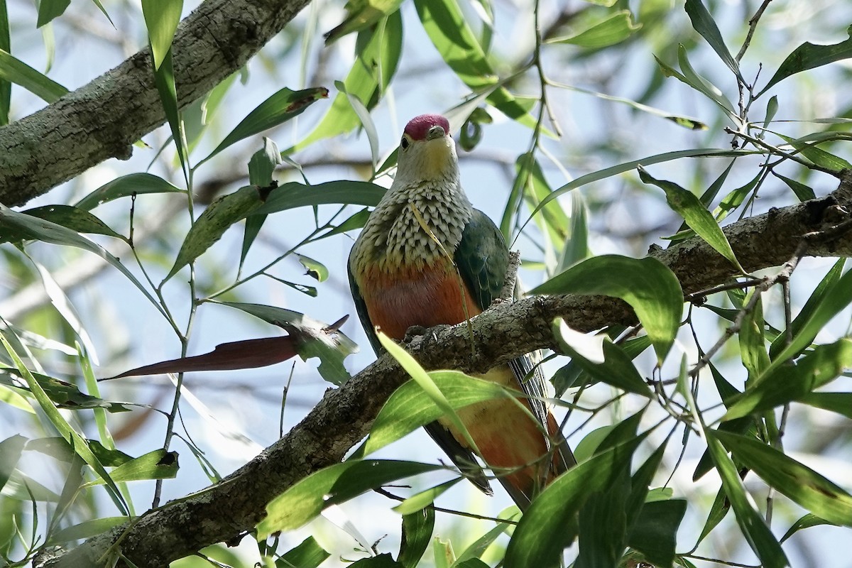 Rose-crowned Fruit-Dove - ML609045377