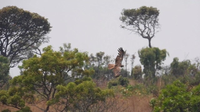 African Marsh Harrier - ML609045390