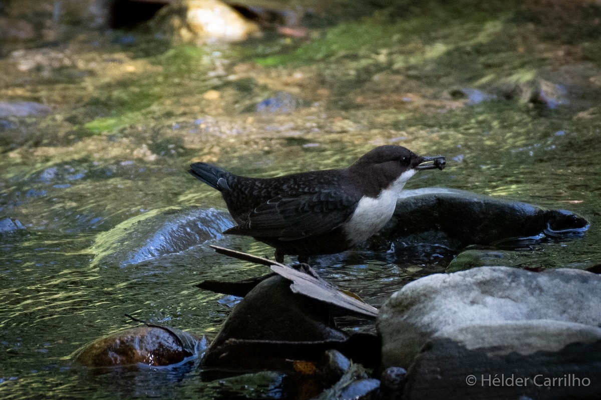 White-throated Dipper - ML609045391