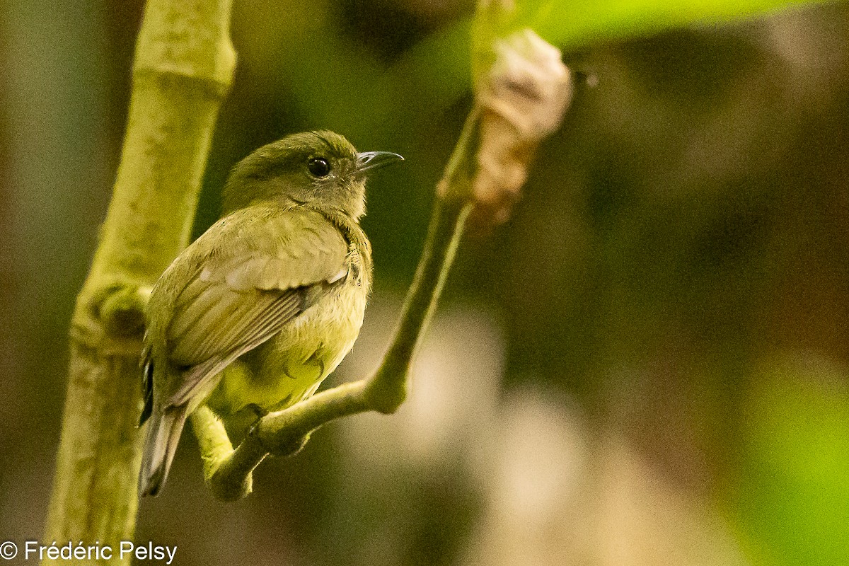 Saltarín Verde (litae/suffusa) - ML609045479