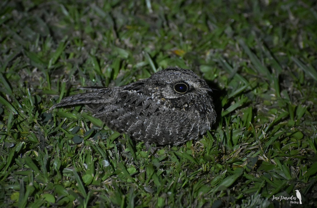 Sickle-winged Nightjar - ML609045505